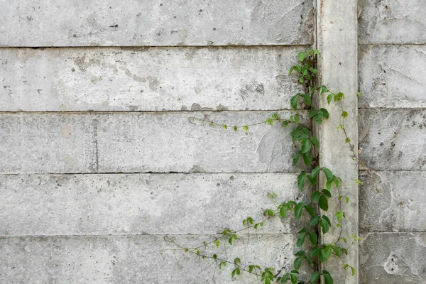 Grunge Gray wall cement with plant background