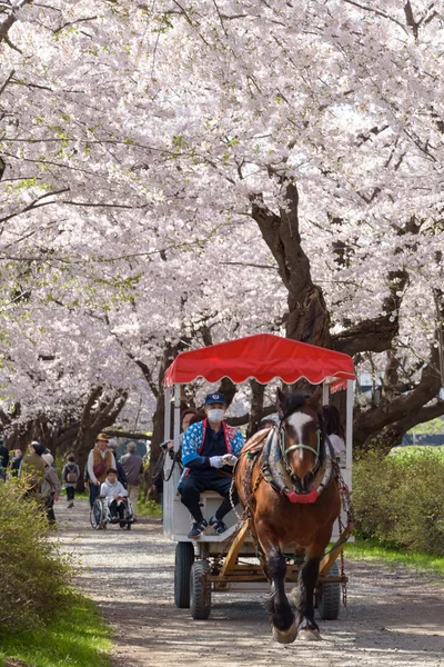 Iwate, Japan - April 19 : A horse-driven carriage in Sakura tunn