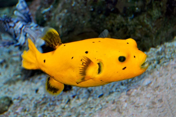 Black Spotted or Dog Faced Puffer fish