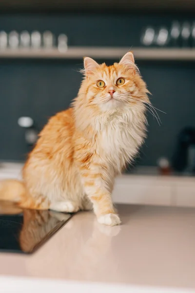 Ginger big cat sitting on a white kitchen table and looking arou