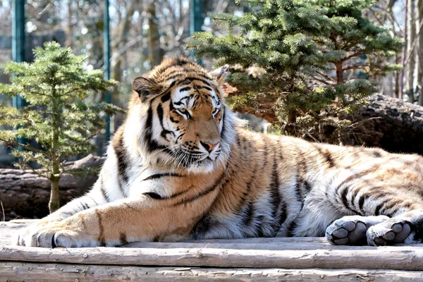 Relaxed Siberian Tiger