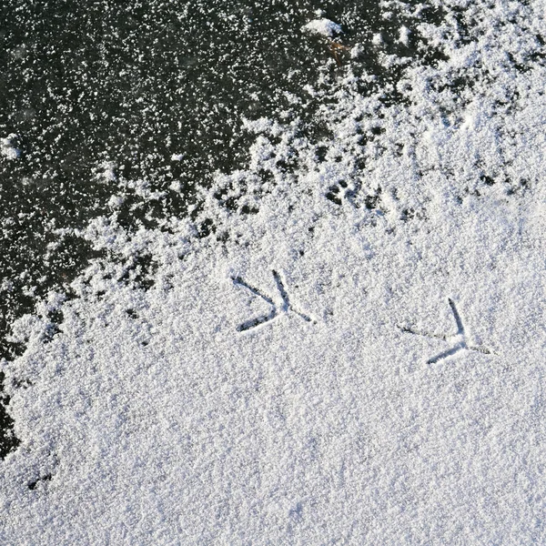 Footprint of a bird