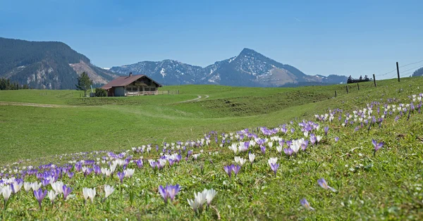 Bavarian springtime landscape with alpine cabin and crocus flowe