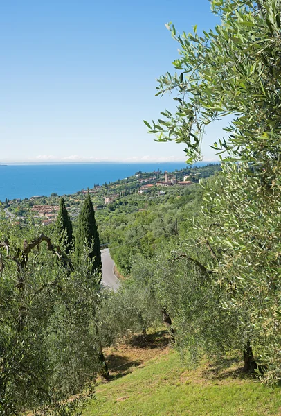 Mediterranean landscape with olive groves at the lake shore gard