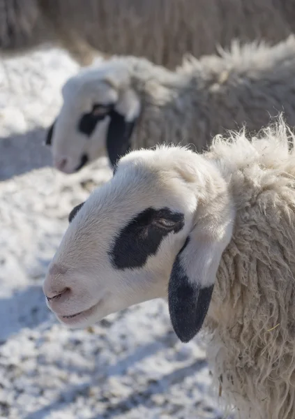 Sheep faces on snowy meadow