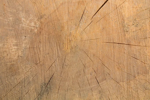 Cross section of a old tree