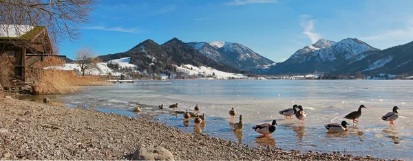 Schliersee lake with sheet of ice and ducks