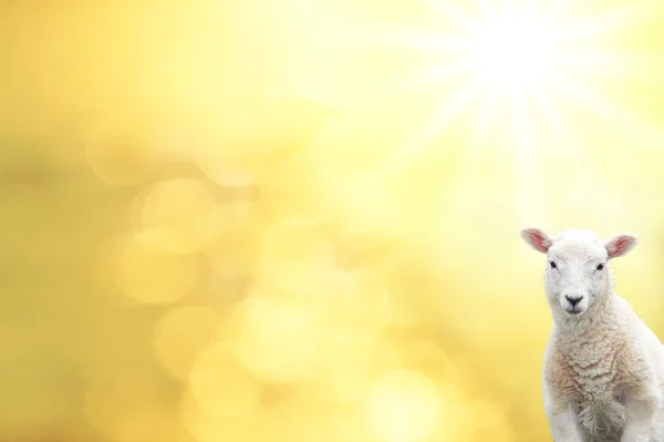 Blurred Background with golden lens flares and easter lamb
