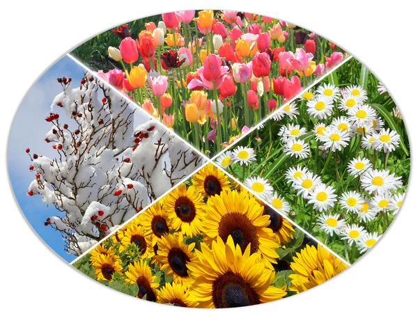 Vier Jahreszeiten-Kreis Vi — Stockfoto © SusaZoom #69995355