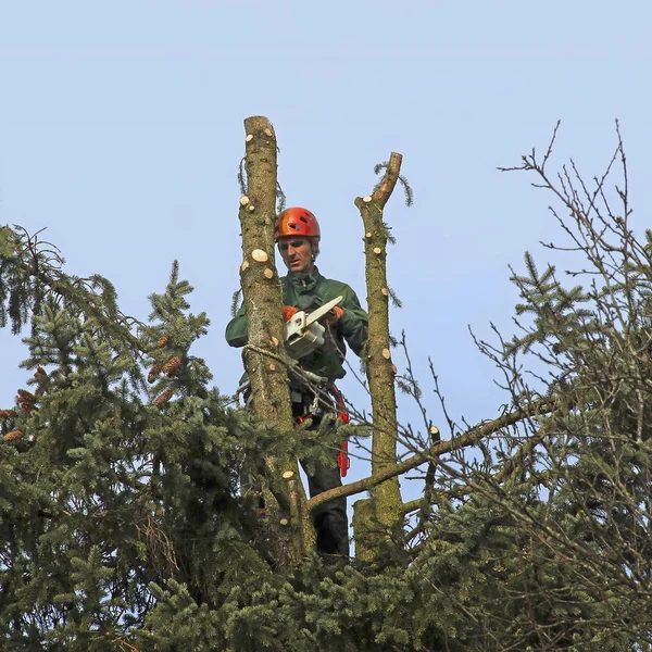 Lumberjack with a chainsaw, cutting down a tree