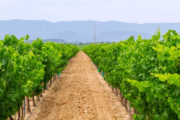 Vineyard in the wine region