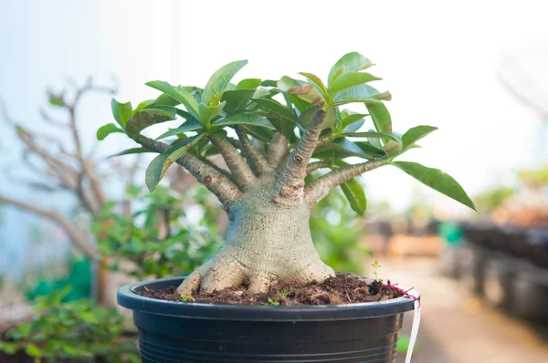 Adenium obesum tree or Desert rose in flowerpot