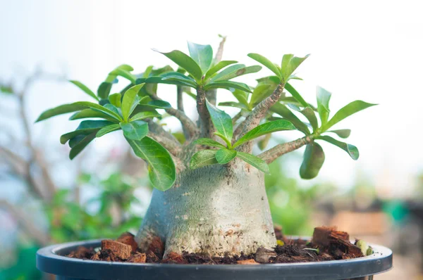 Adenium obesum tree or Desert rose in flowerpot