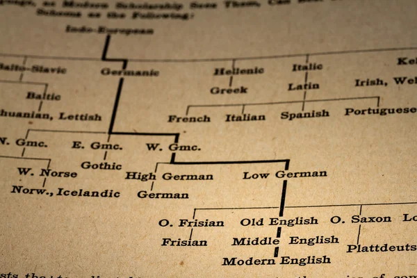 Explanation of the Evolution of English Language from Indo-Europ