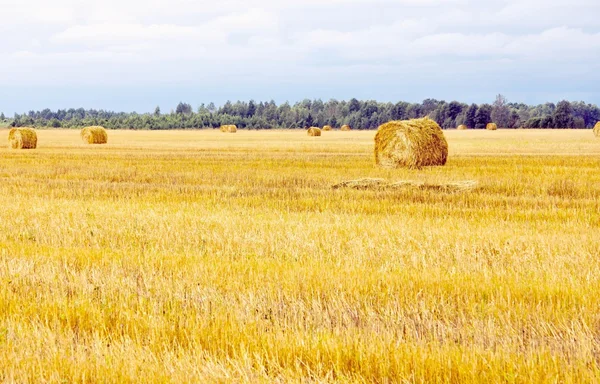 Field with straw sheaves after a crop harvest