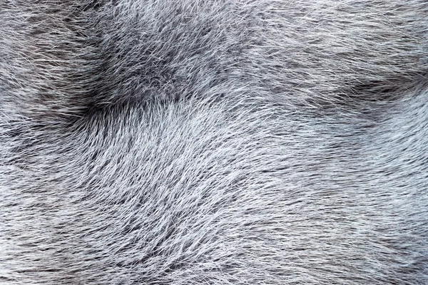 Texture from fur of gray-haired color