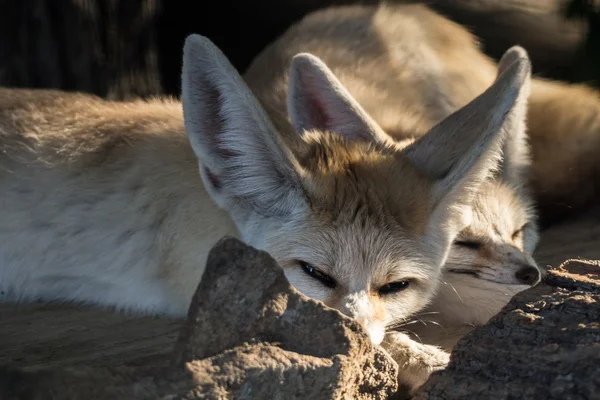 Wild dog fennec lay down and squints