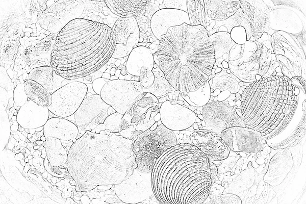 Illustrated image of sea cockleshells