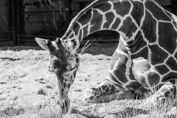 Giraffe sits on sand and sleeps in monochrome tone