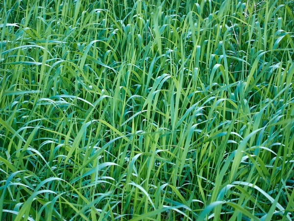 Field of grass that make a green texture