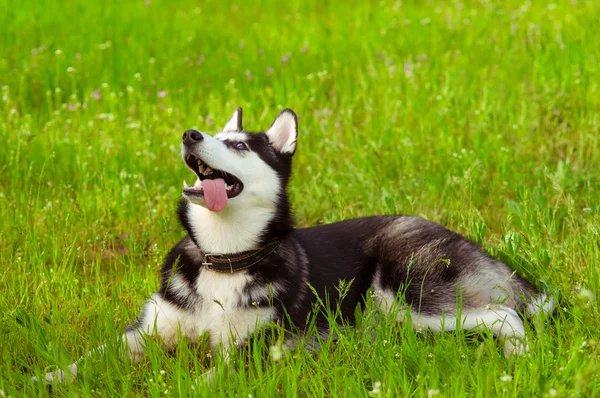 Husky dog on green grass