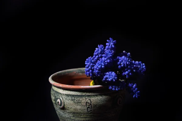 Blue Grape Hyacinth, Muscari armeniacum flowers in a green clay