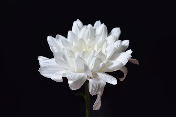 Open white chrysanthemum on black background. Studio lights and