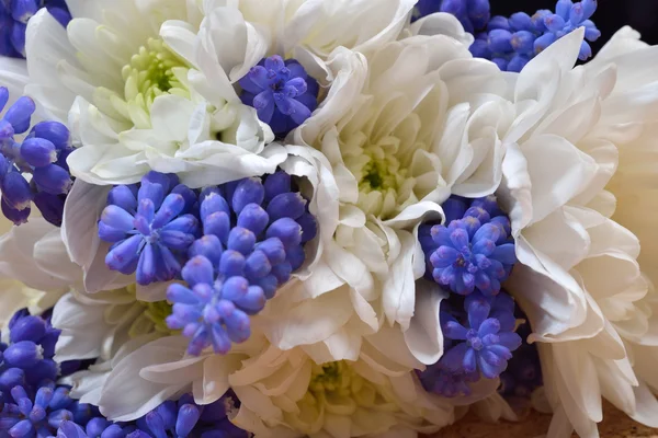 Bouquet of white chrysanthemum and blue grape hyacinth as backgr