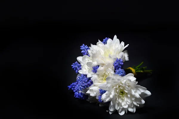 Close up of white chrysanthemum and blue grape hyacinth with dramatic lighting on black background. Macro shot. Studio lights and shadows. Purity and tenderness