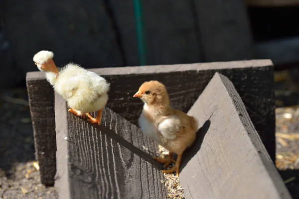 Two cure yellow and brown little chicken on a farm, standing on