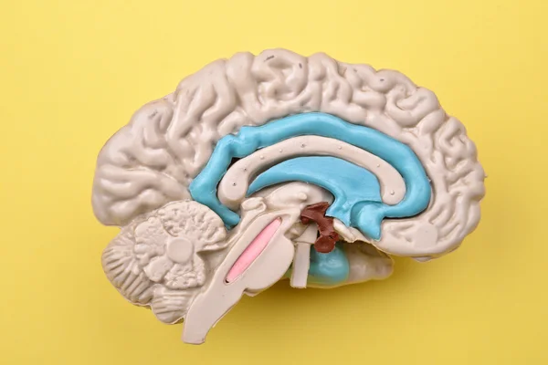 3D human brain model from external on yellow background