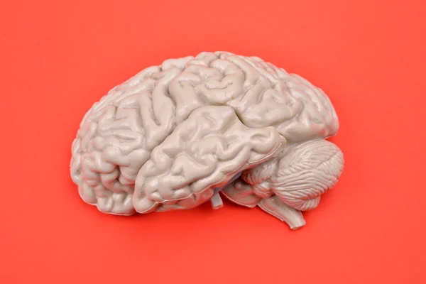3D human brain model from external on red background