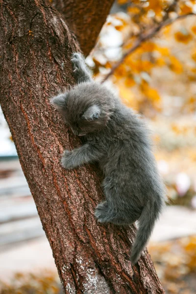 Little kitten playing on the tree