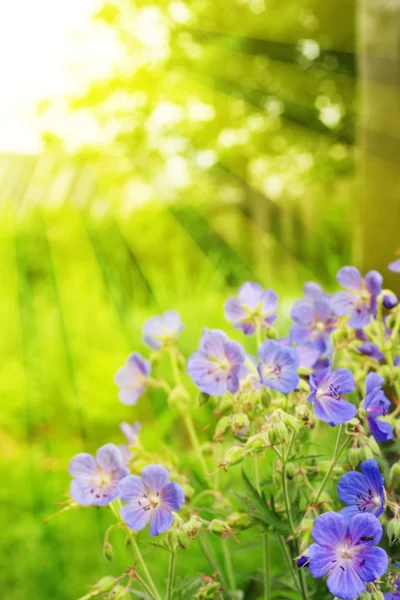 Purple flowers