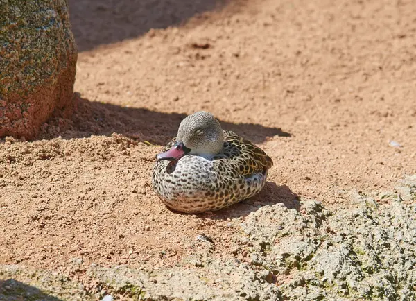 Little brown duck is sitting on a sun.