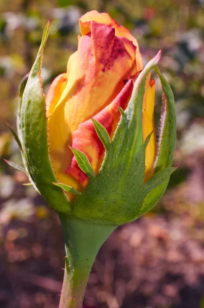 Yellow rose bud macro on natural background.