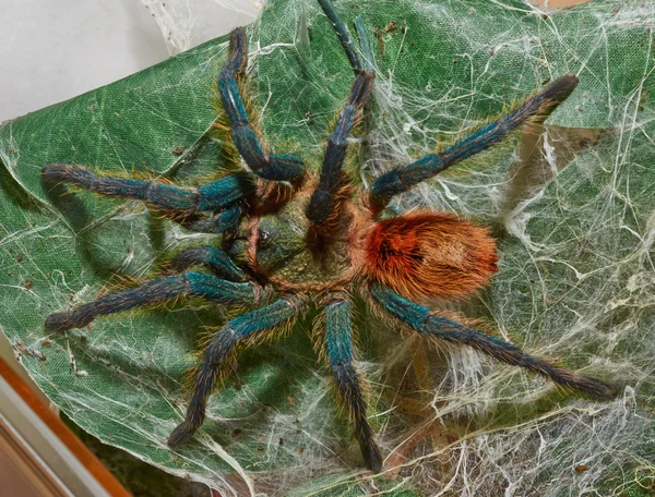 Spider tarantula Chromatopelma cyaneopubescens sit on her web ma