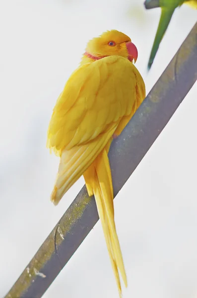 Yellow collar parakeet sits on a branch