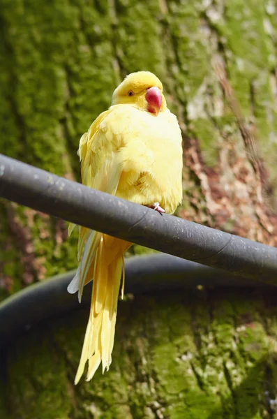 Yellow collar parakeet sits on a branch