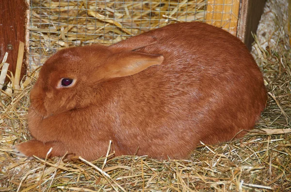 Portrait of a young Dutch giant rabbit.