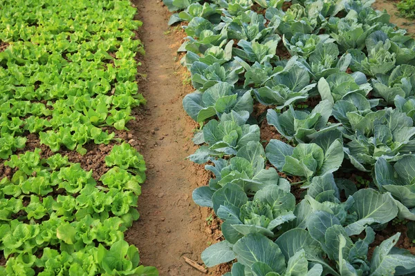 Green lettuce and cabbage crops