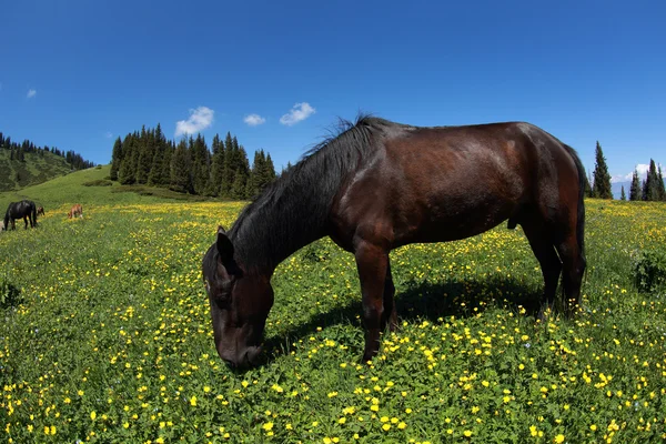 Horses eating grass on mountain grassland