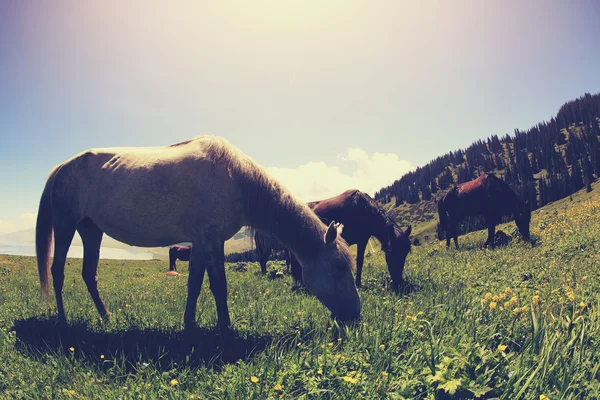 Horses eating grass on mountain grassland