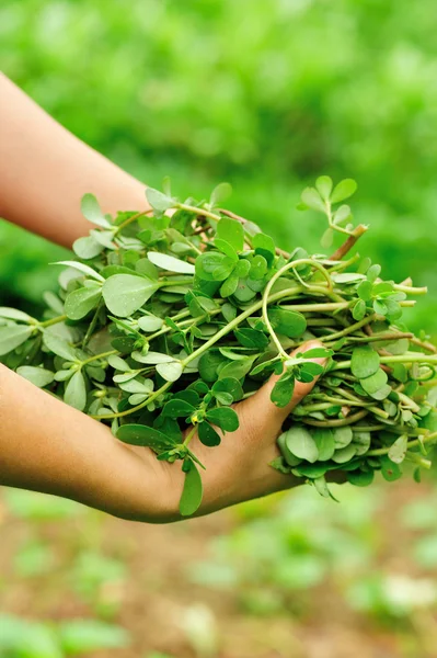 Woman farmer hands picking green indian lettuce