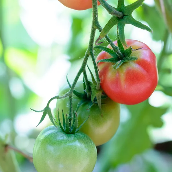 Green and red tomatoes ripen on branch