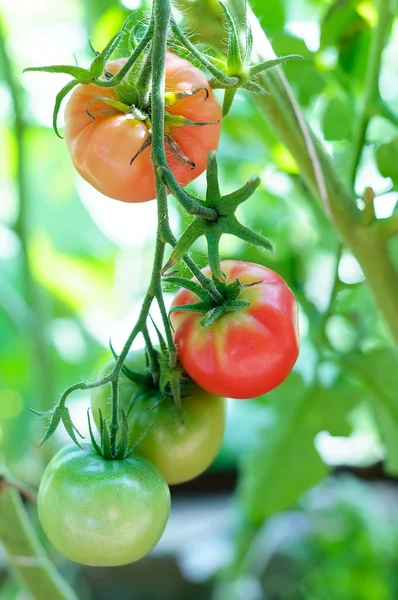 Green and red tomatoes natural ripen on branch