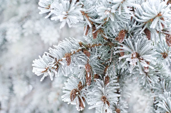 Winter background. A coniferous tree in hoarfrost and snow