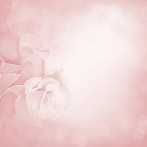 Soft pink background with rose flowers