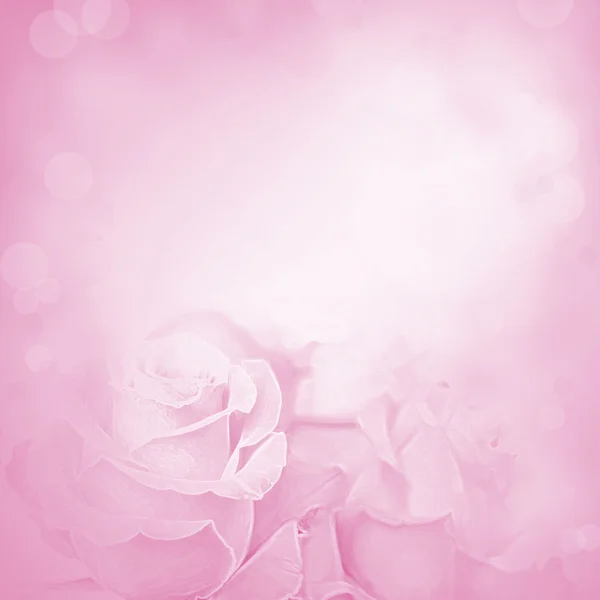 Purple background with rose flowers. Beauty spring backgrounds with roses, fine art simulation from real photo