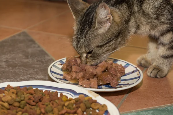 House cat eats wet food